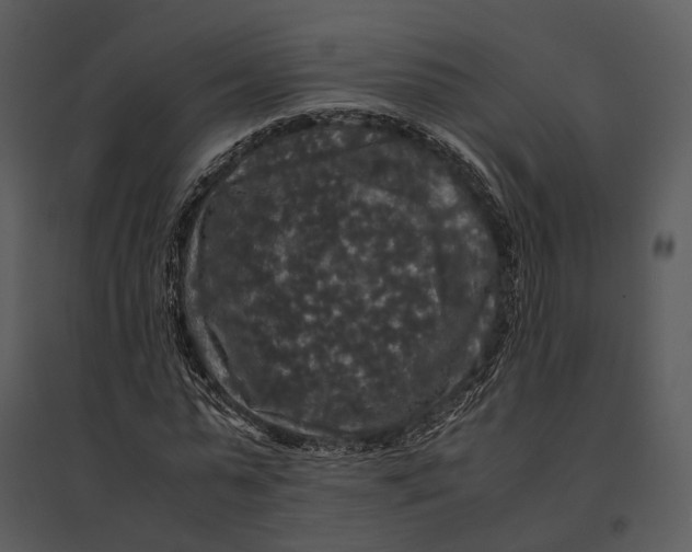 X0000095520775200801041222