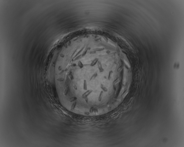 X0000095520776200801041222