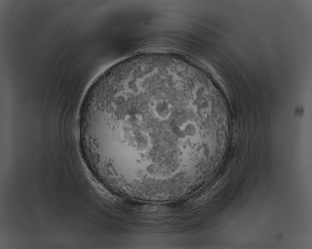 X0000095520795200801041222