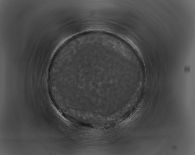 X0000095520799200801041222