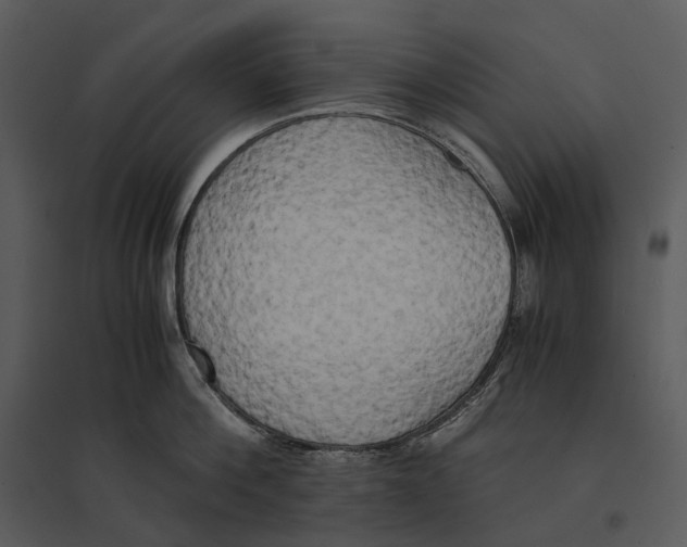 X0000095520812200801041221