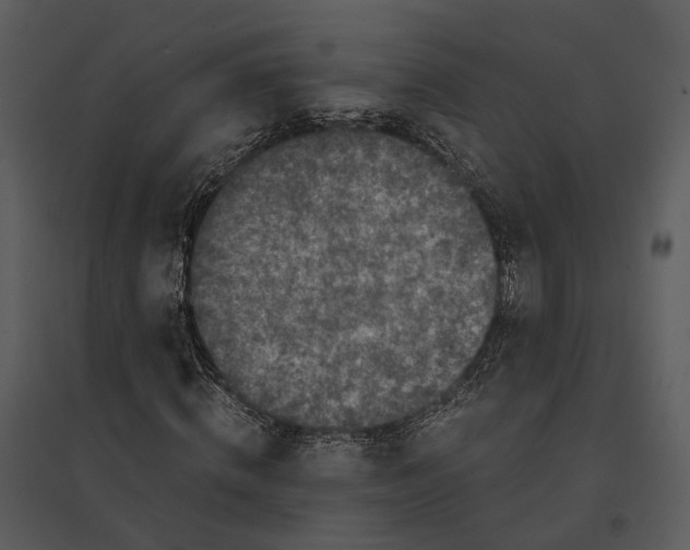 X0000095520820200801041221