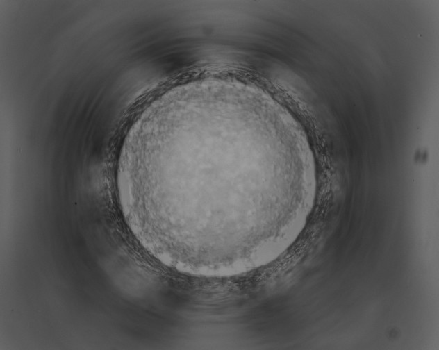 X0000095520824200801041221