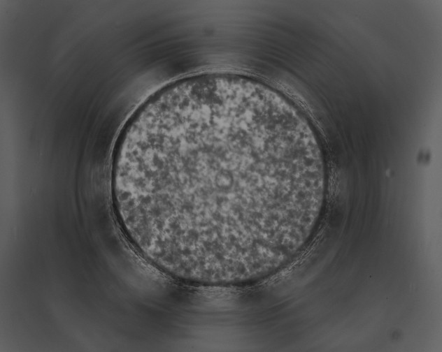 X0000095520836200801041221