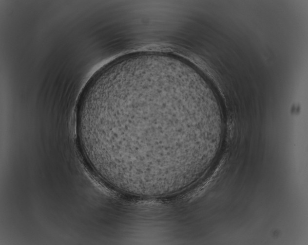 X0000095520838200801041221