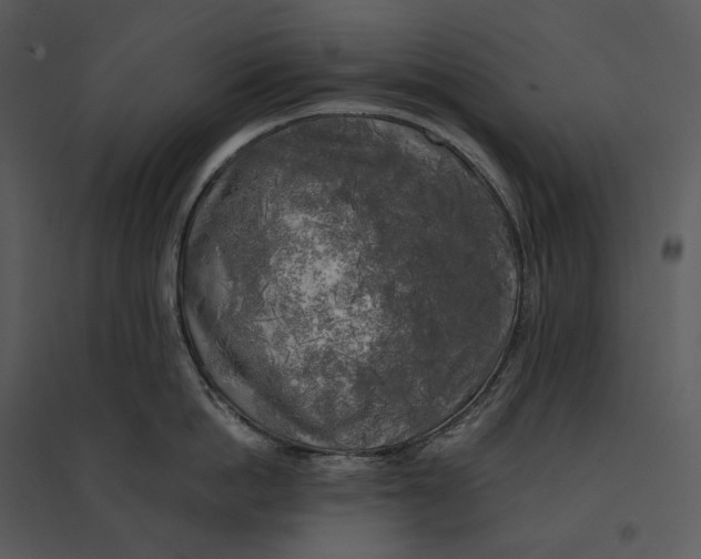 X0000095520862200801041221