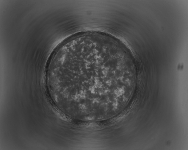 X0000095520879200801041220