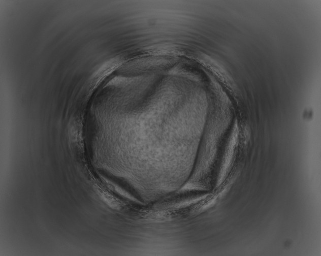 X0000095520881200801041220