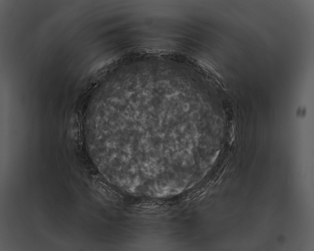 X0000095520917200801041219