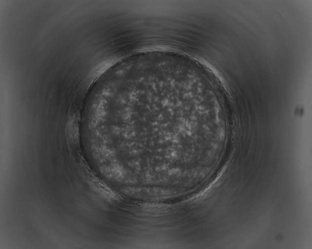 X0000095520921200801041219