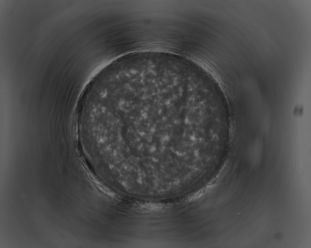 X0000095520925200801041219