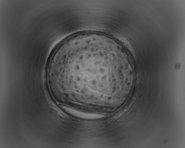 X0000095520928200801041220