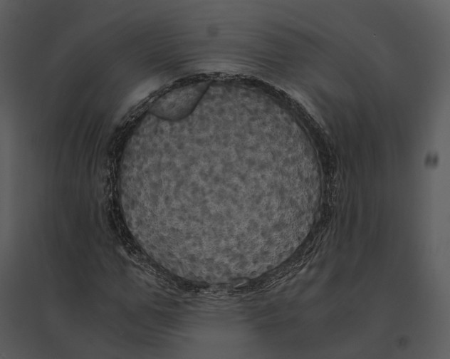 X0000095520967200801041219