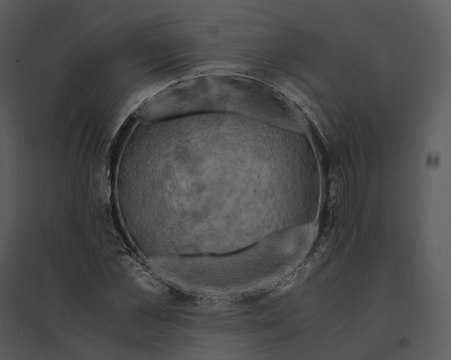 X0000095520973200801041219