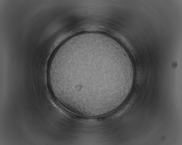 X0000095520986200801041219