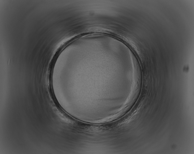 X0000095520987200801041219