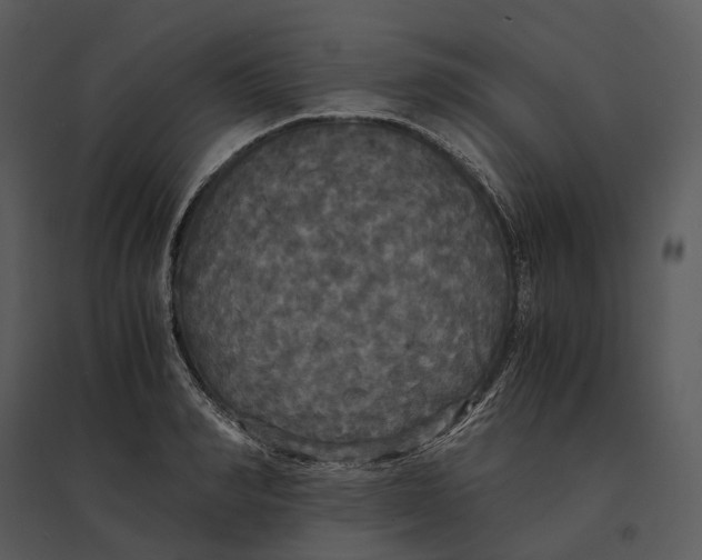 X0000095520990200801041219