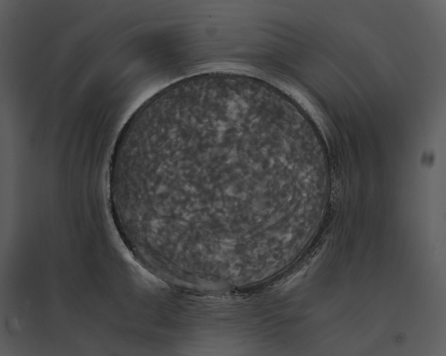 X0000095520999200801041219