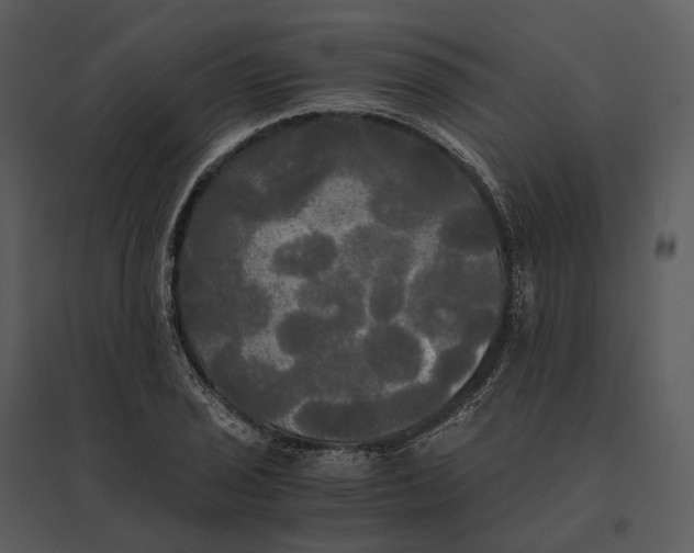 X0000095521029200801041218