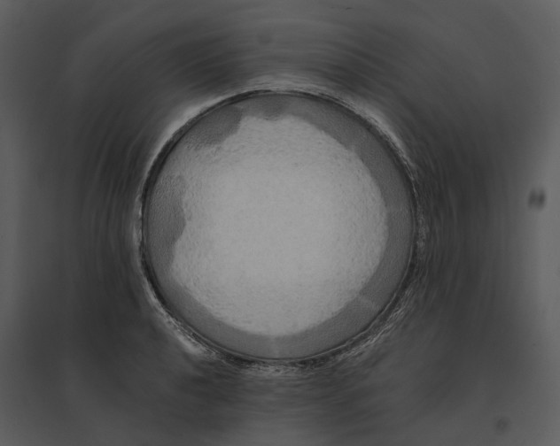 X0000095521040200801041218