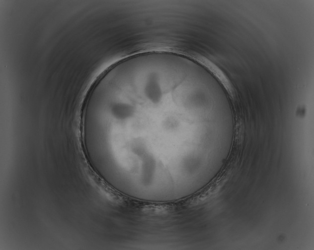 X0000095521051200801041219