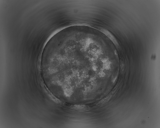 X0000095521052200801041219