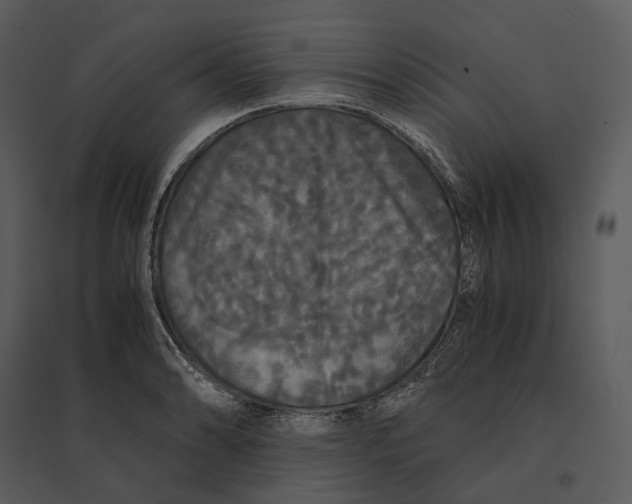 X0000095521086200801041218