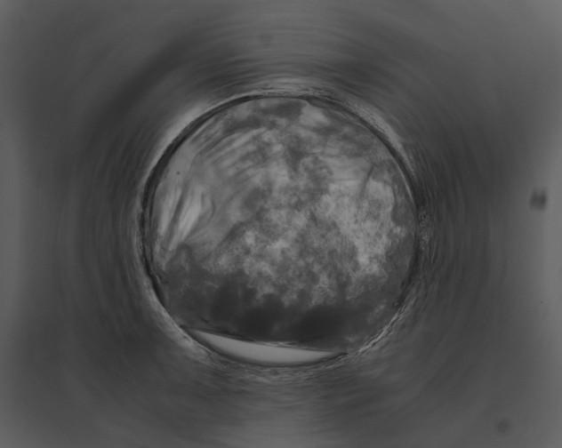 X0000095521091200801041217