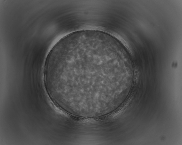 X0000095521094200801041217