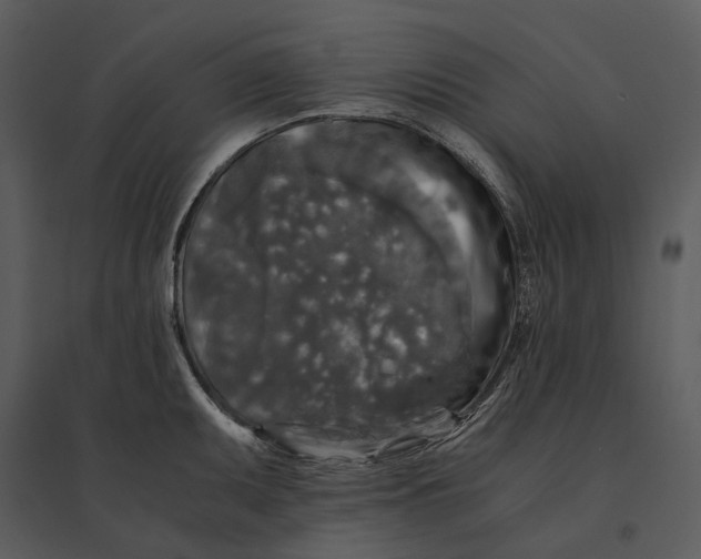 X0000095521095200801041217