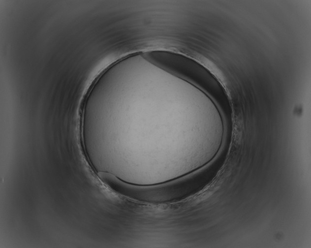 X0000095521096200801041217