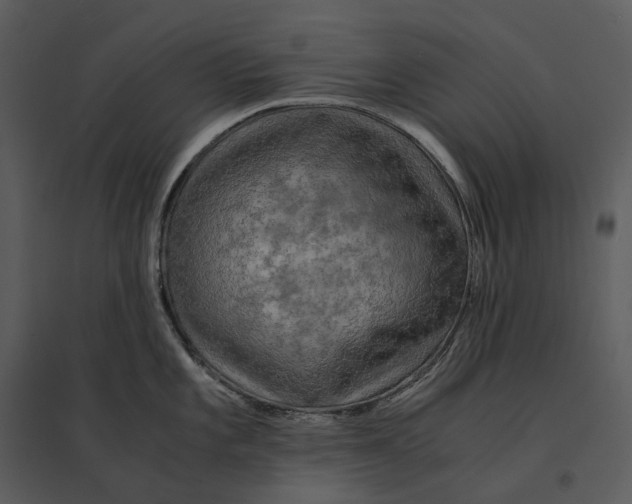 X0000095521101200801041217