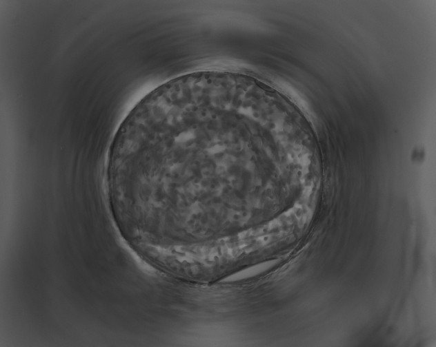 X0000095521103200801041217