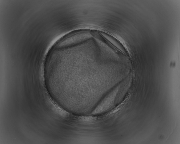 X0000095521120200801041217