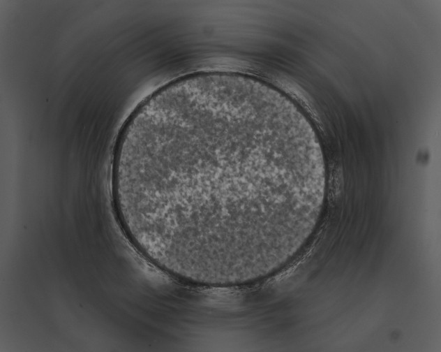 X0000095521130200801041217