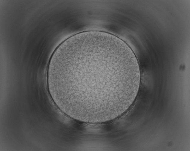 X0000095521150200801041217