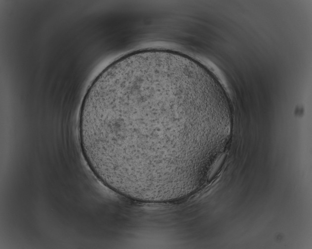 X0000095521199200801041216