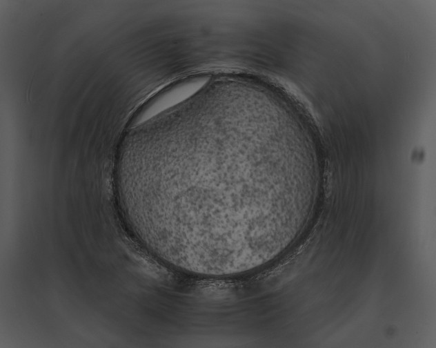 X0000095521217200801041216