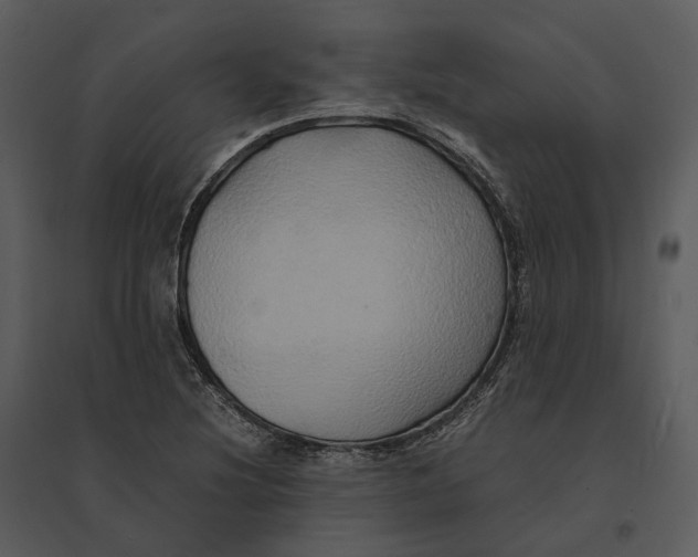 X0000095521220200801041216