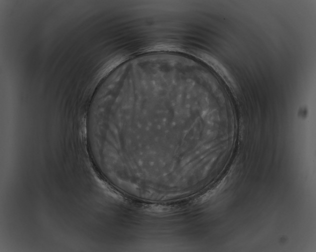 X0000095521241200801041216