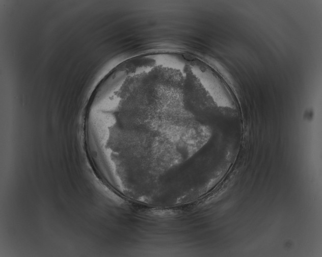 X0000095521243200801041216