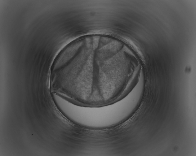 X0000095521276200801041215