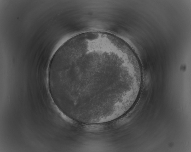 X0000095521294200801041215