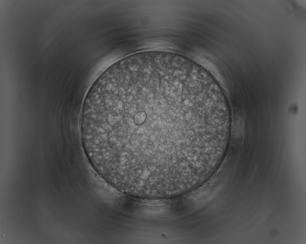 X0000095521338200801041214