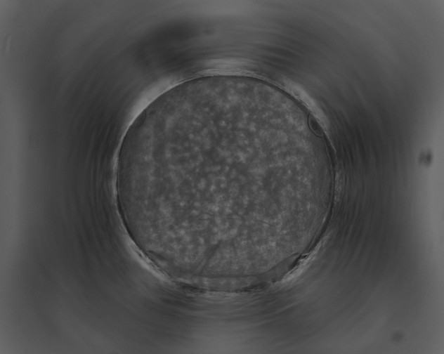 X0000095521386200801041213