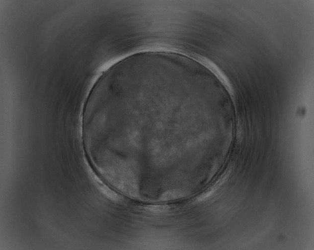 X0000095521388200801041213