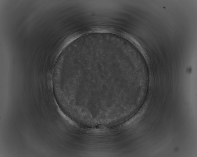 X0000095521433200801041213