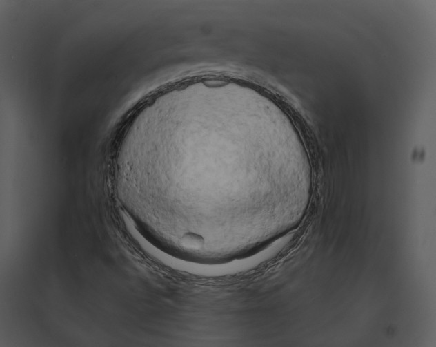 X0000095521496200801041211