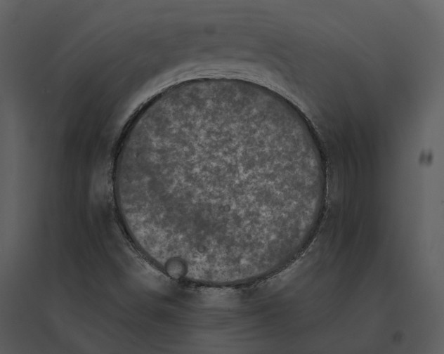 X0000095521498200801041211