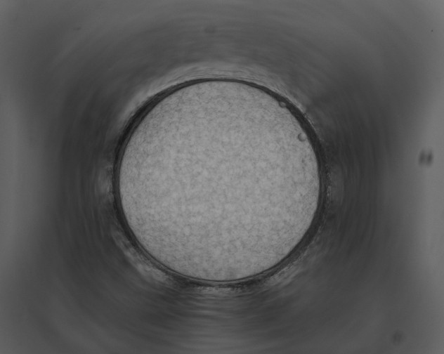 X0000095521499200801041211